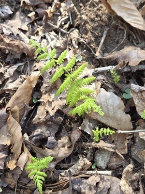 Springtime beside Weeks Creek